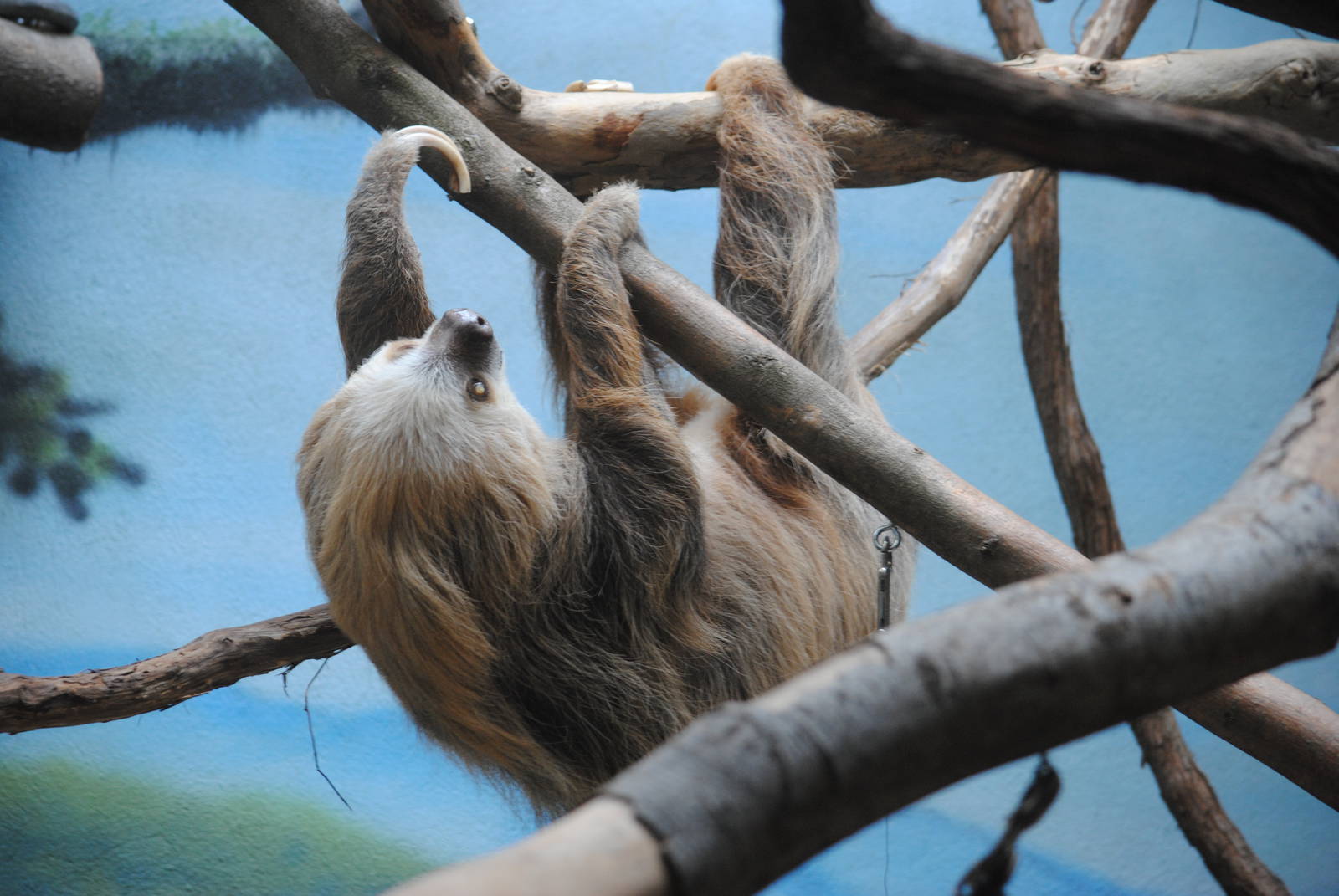 Two-toed Sloth