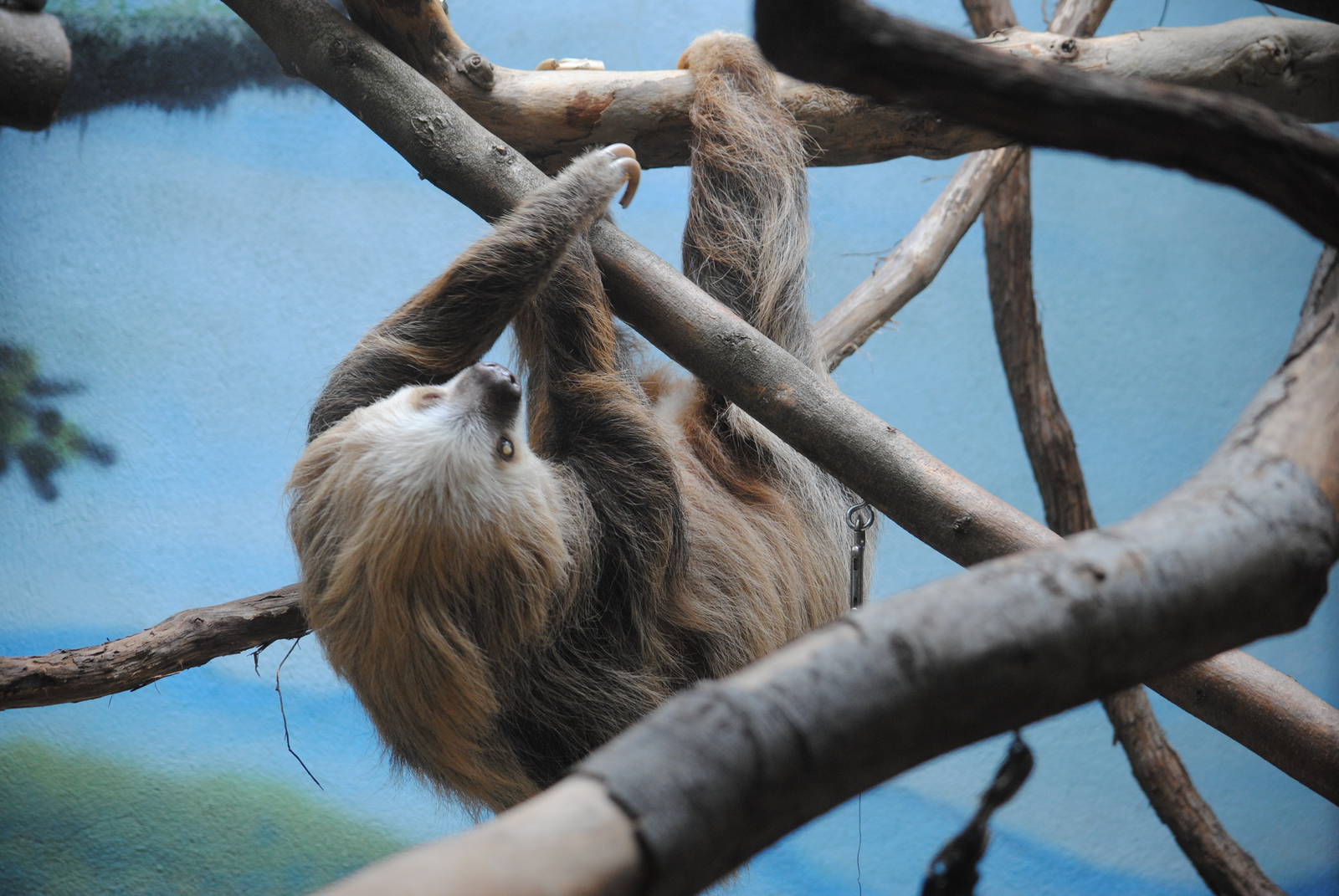 Two-toed Sloth