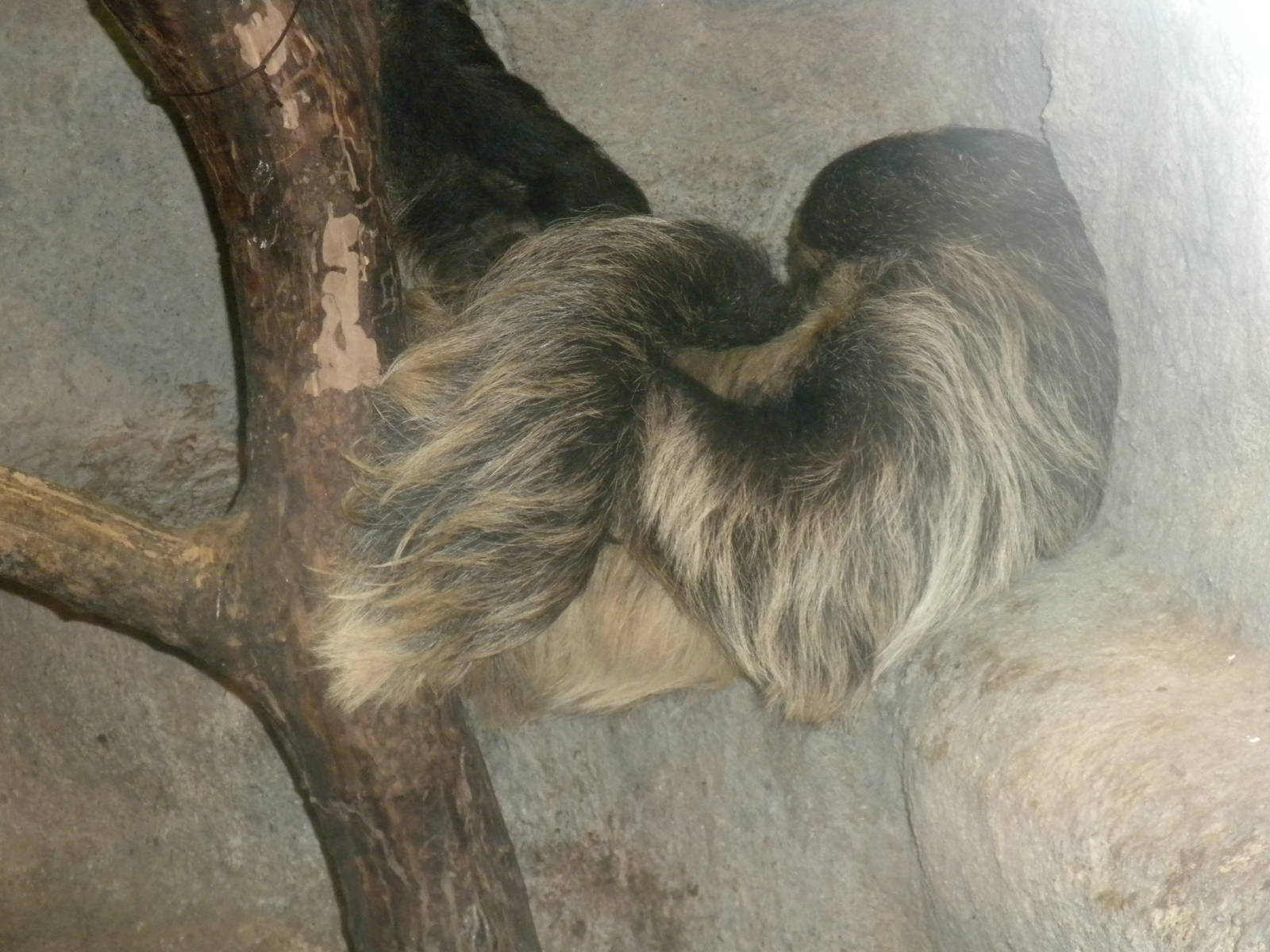 Two-Toed Sloth