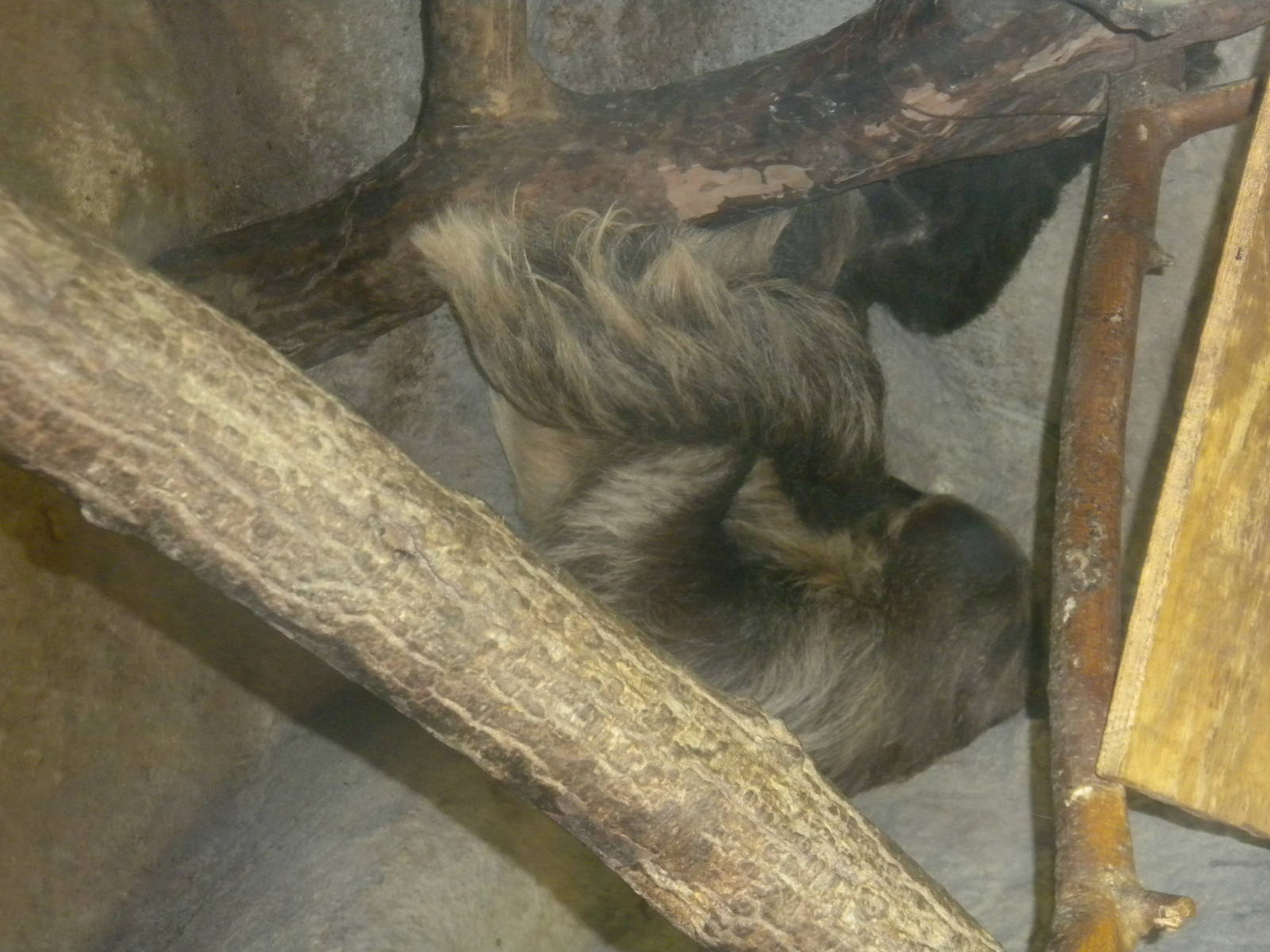 Two-Toed Sloth
