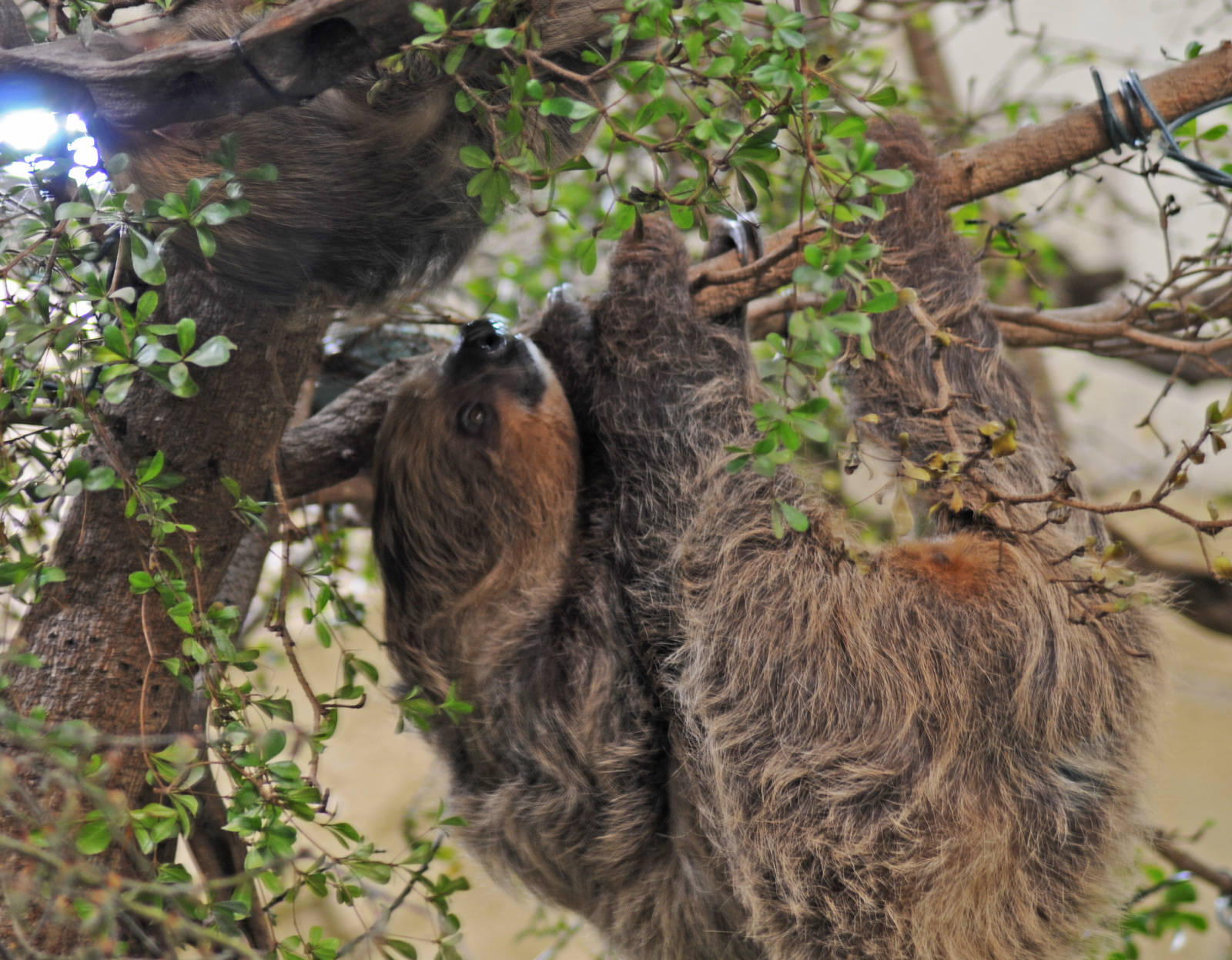 Two Toed Sloth