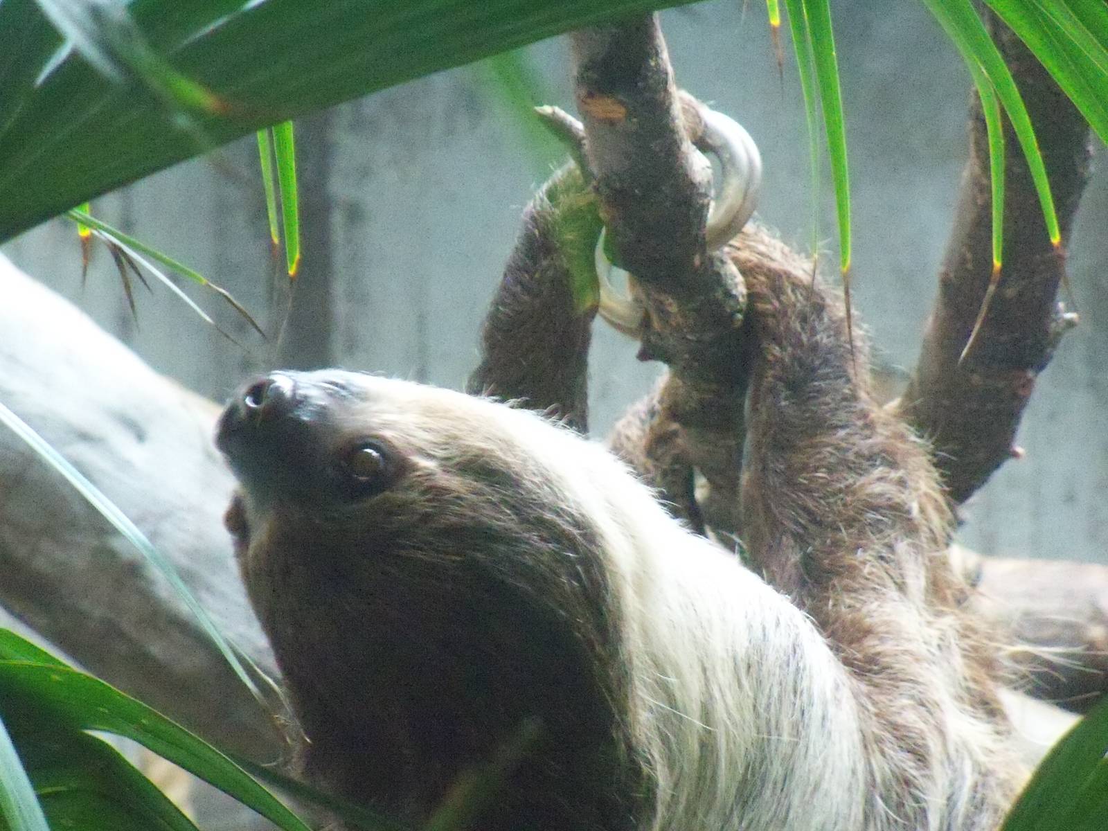 Two-Toed Sloth