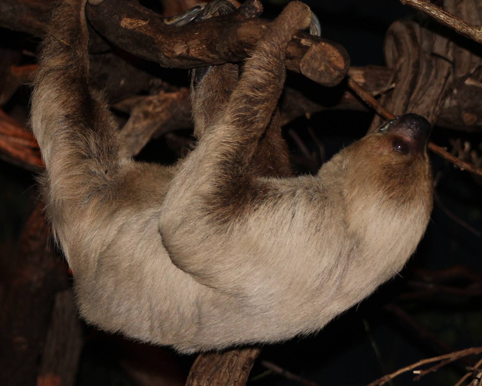two-toed sloth