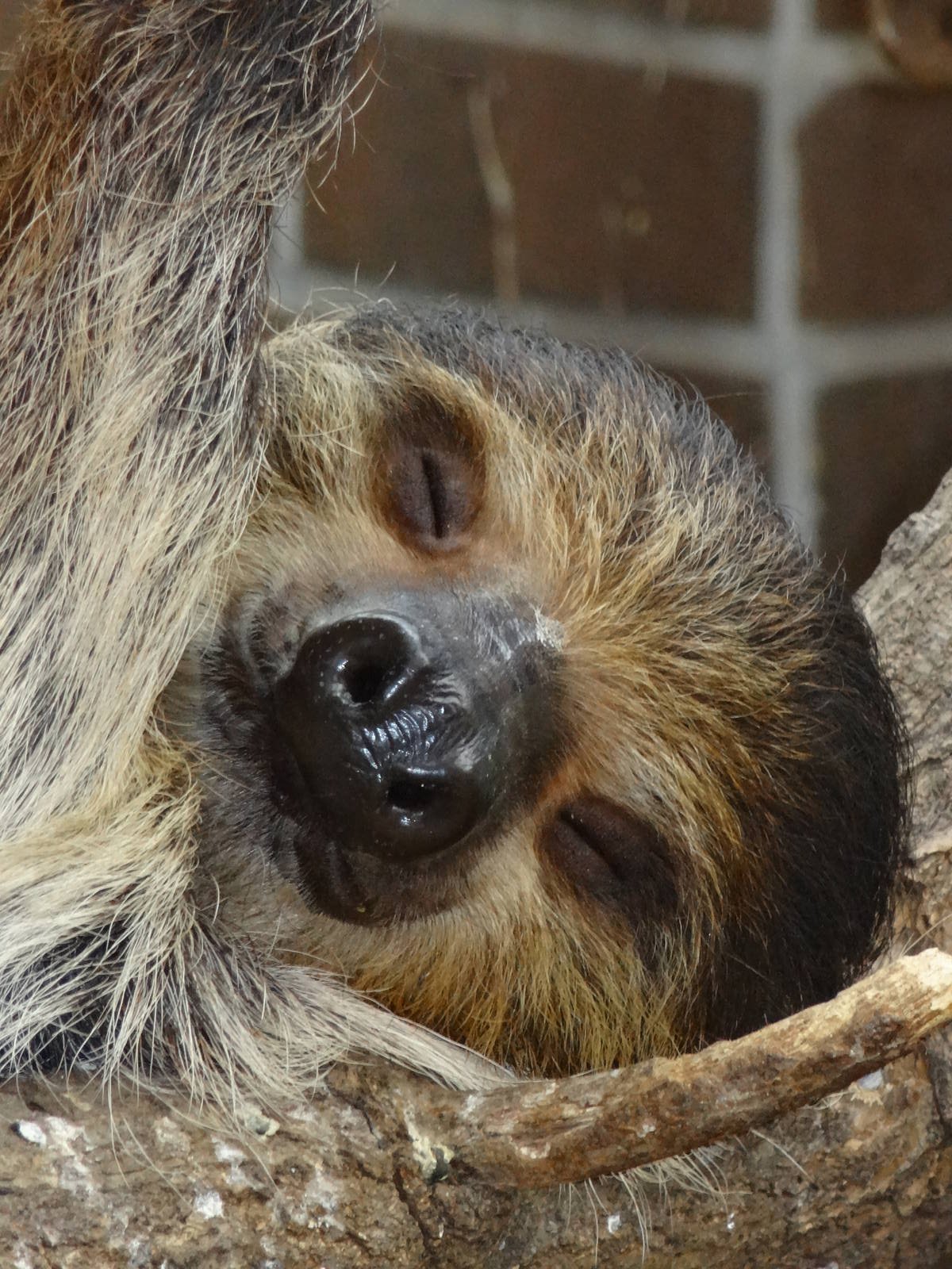 Two-toed sloth