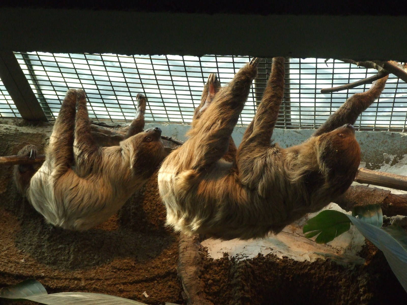 Two-toed sloth
