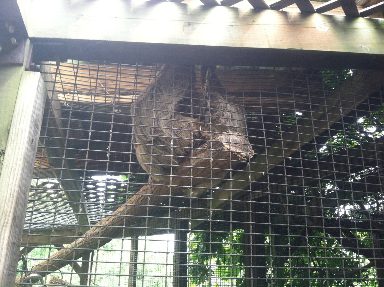 Two-Toed Sloth