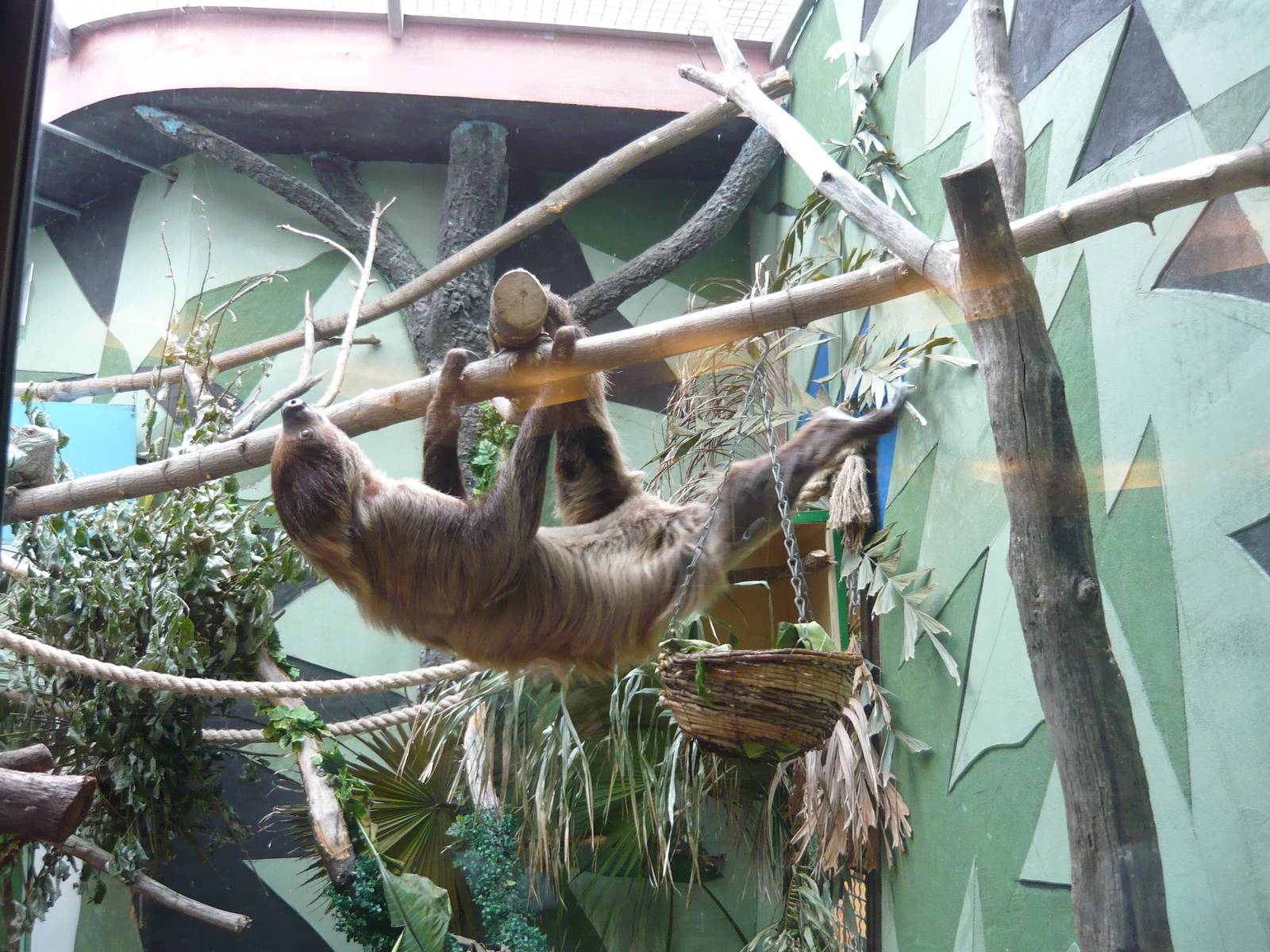 Two-toed sloth