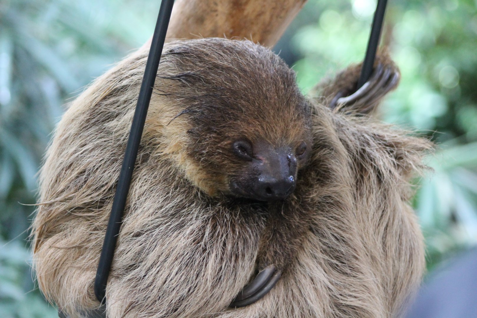 Two-toed sloth