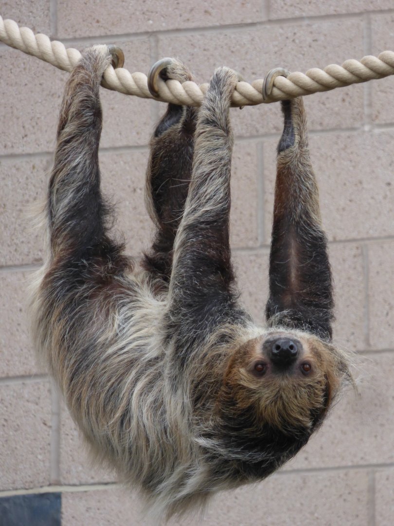 Two Toed Sloth