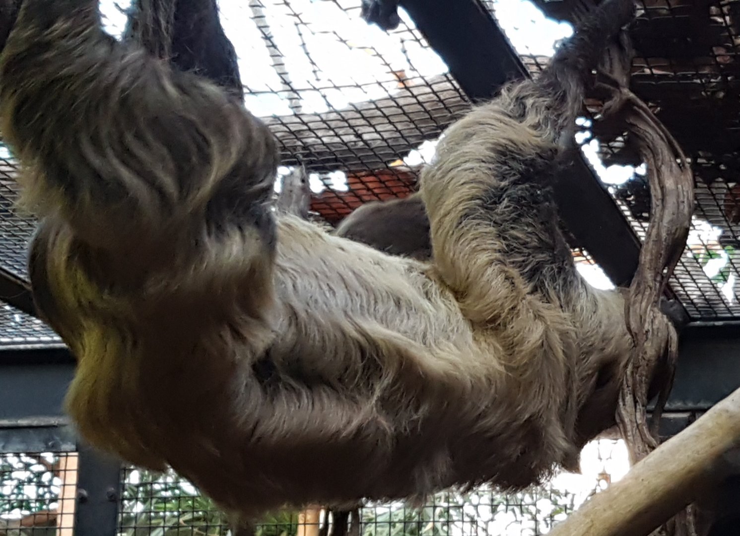 Two-toed sloth