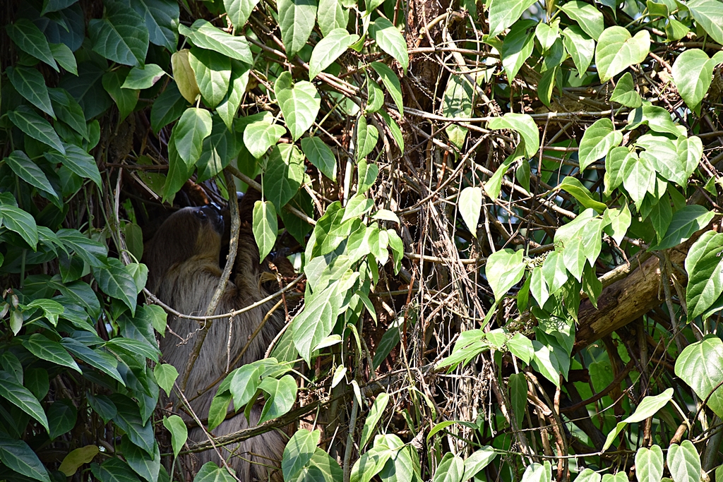 Two-toed sloth