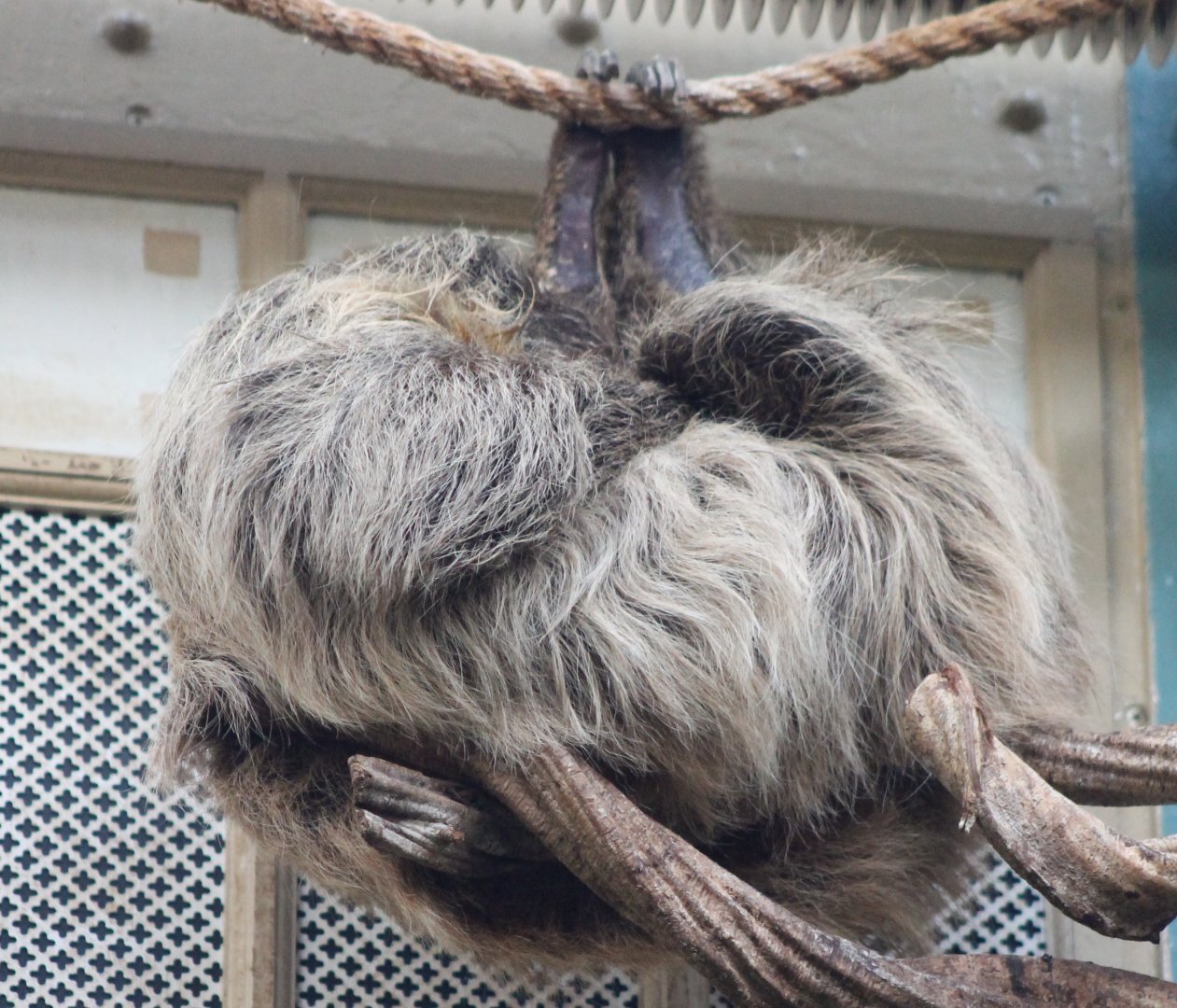 Two-toed sloth
