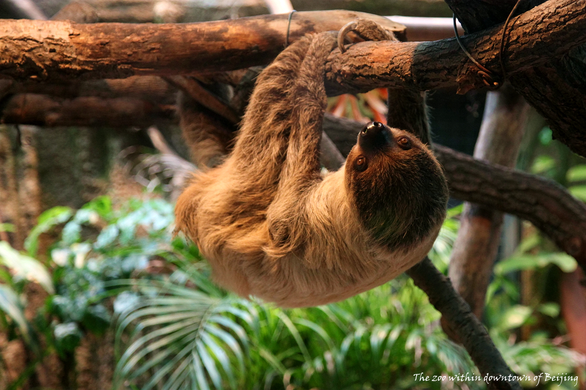 Two-toed sloth