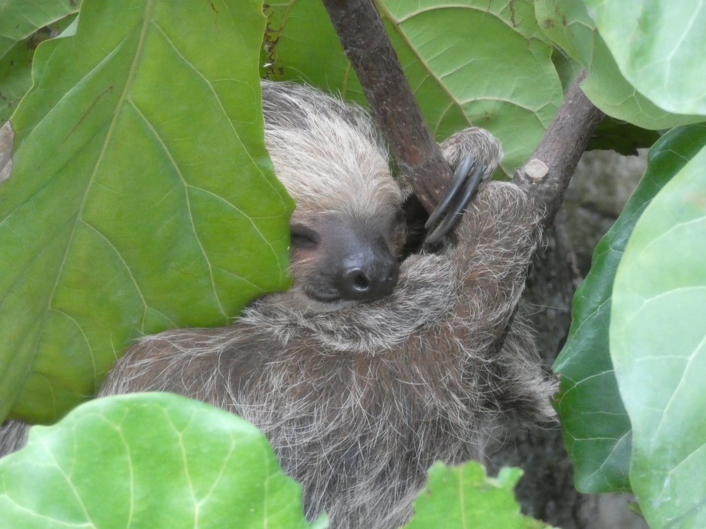 Two-toed Sloth