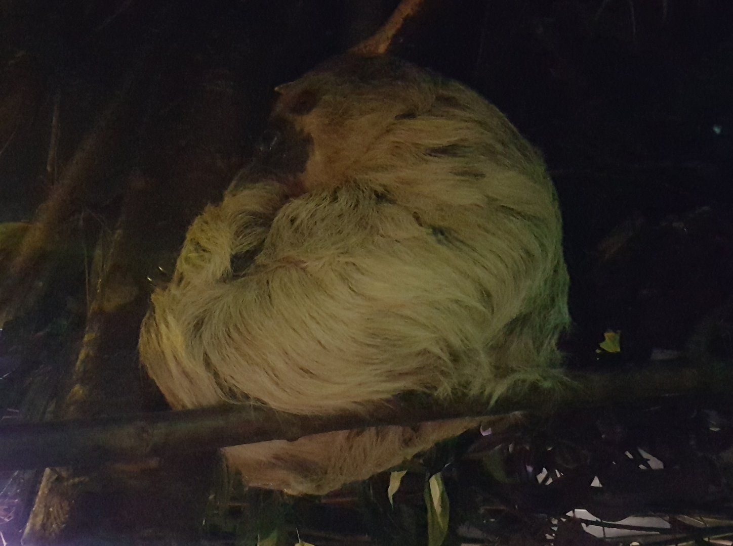 Two-toed sloth