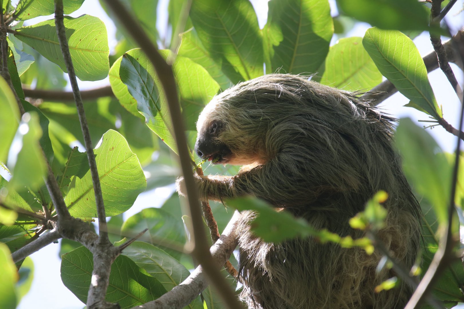 Two-toed sloth