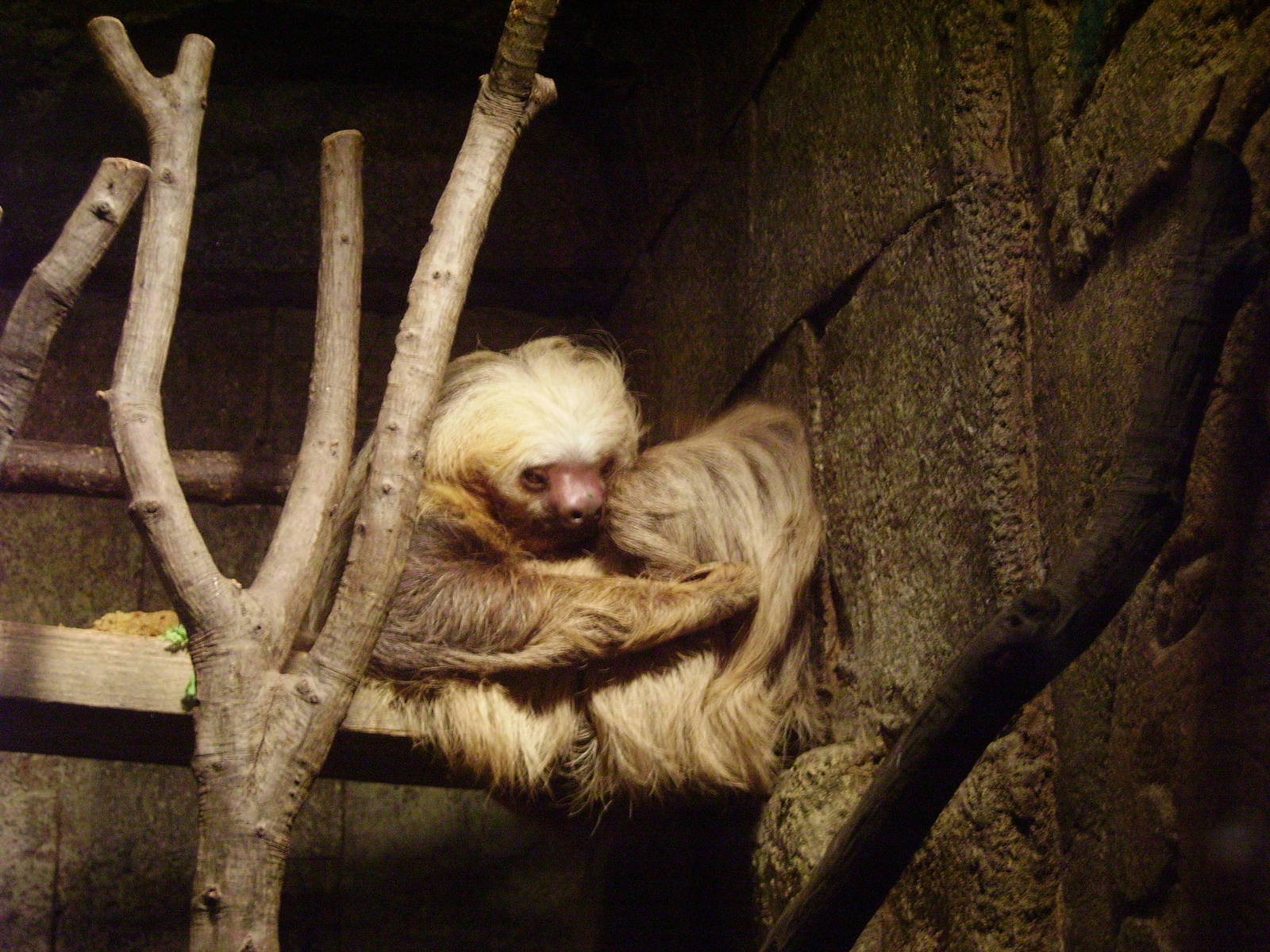 Two-toed Sloth