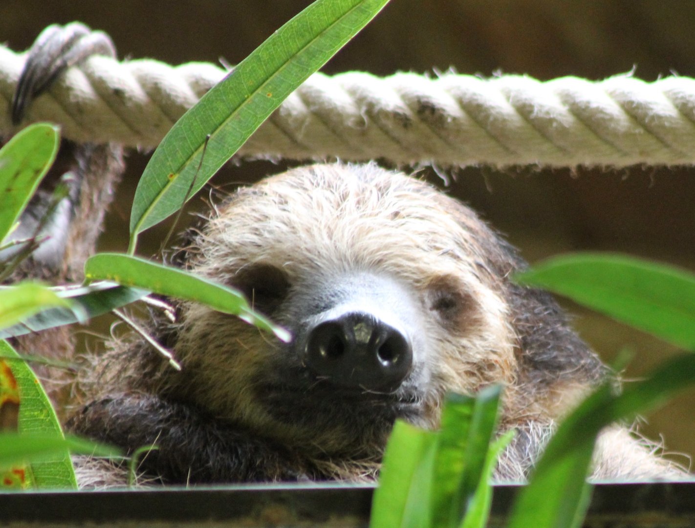 Two-toed sloth