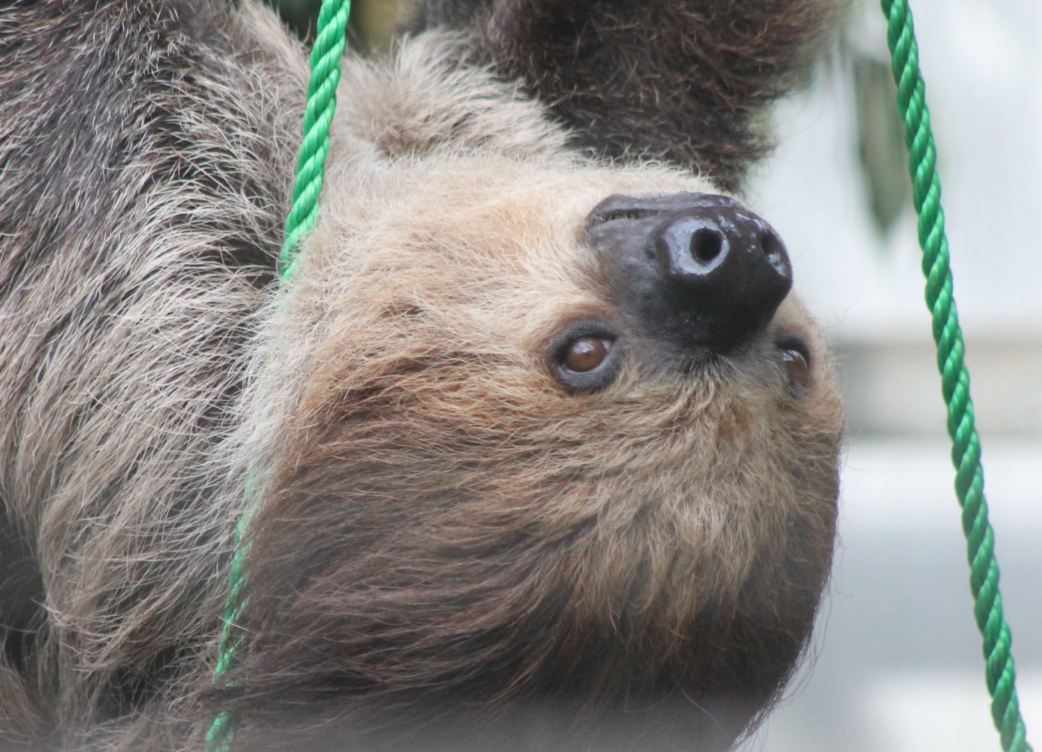 Two-toed sloth