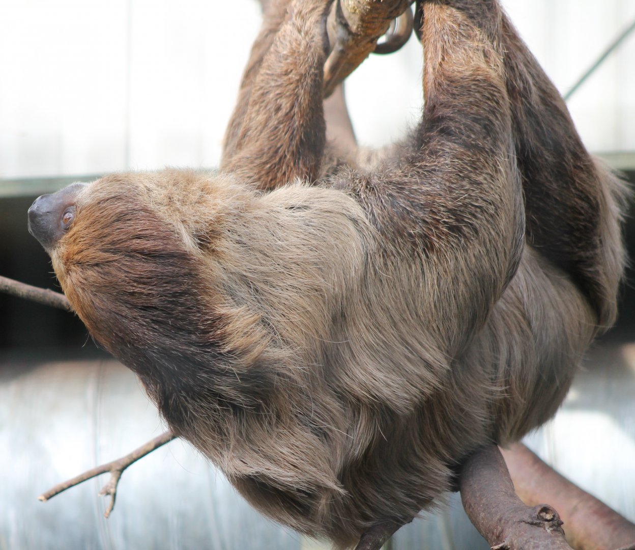 Two-toed sloth