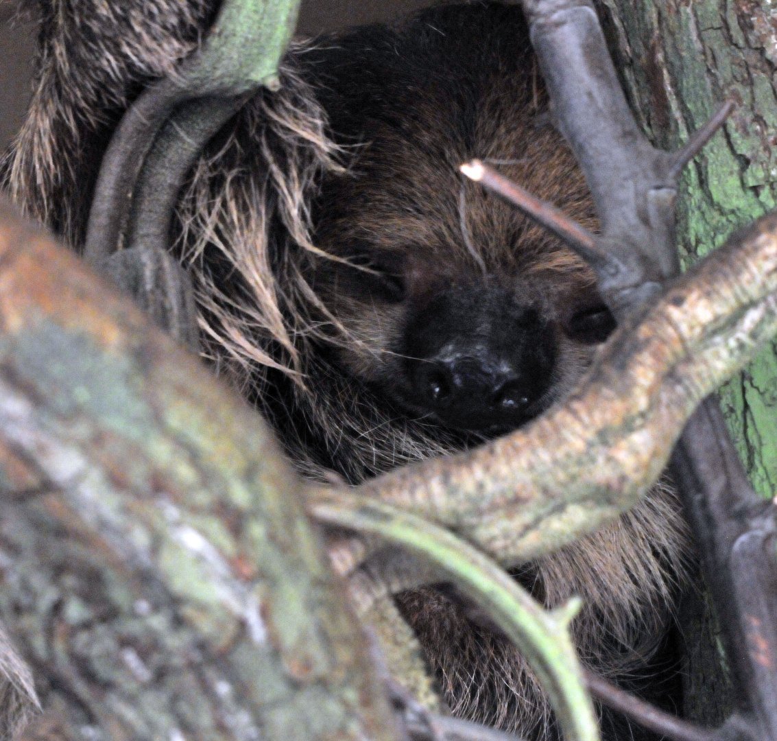 two toed sloth