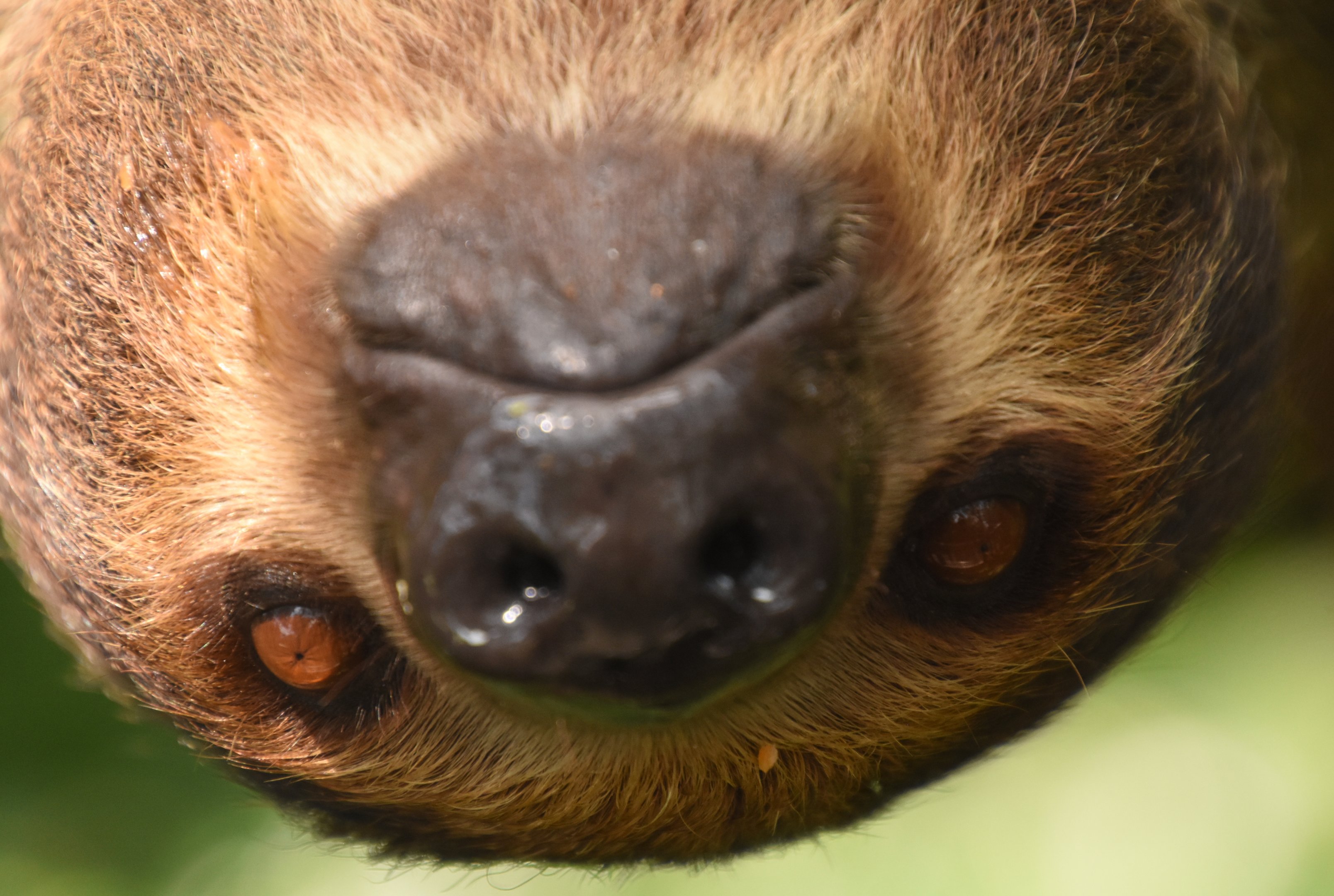 Two-toed sloth