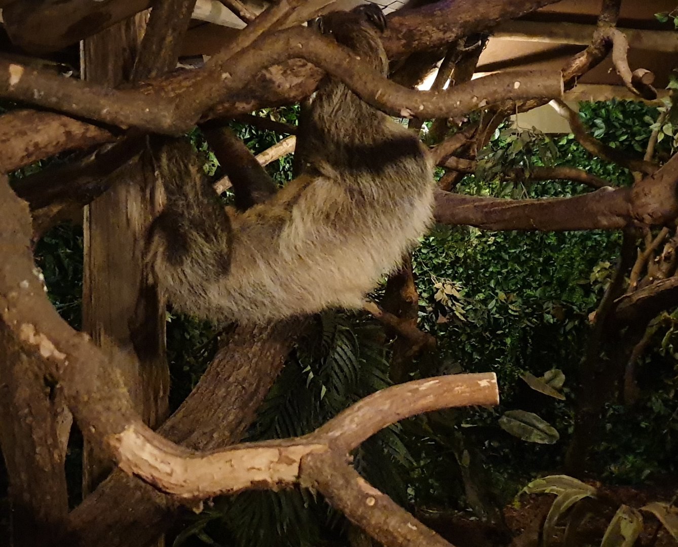 Two-toed sloth