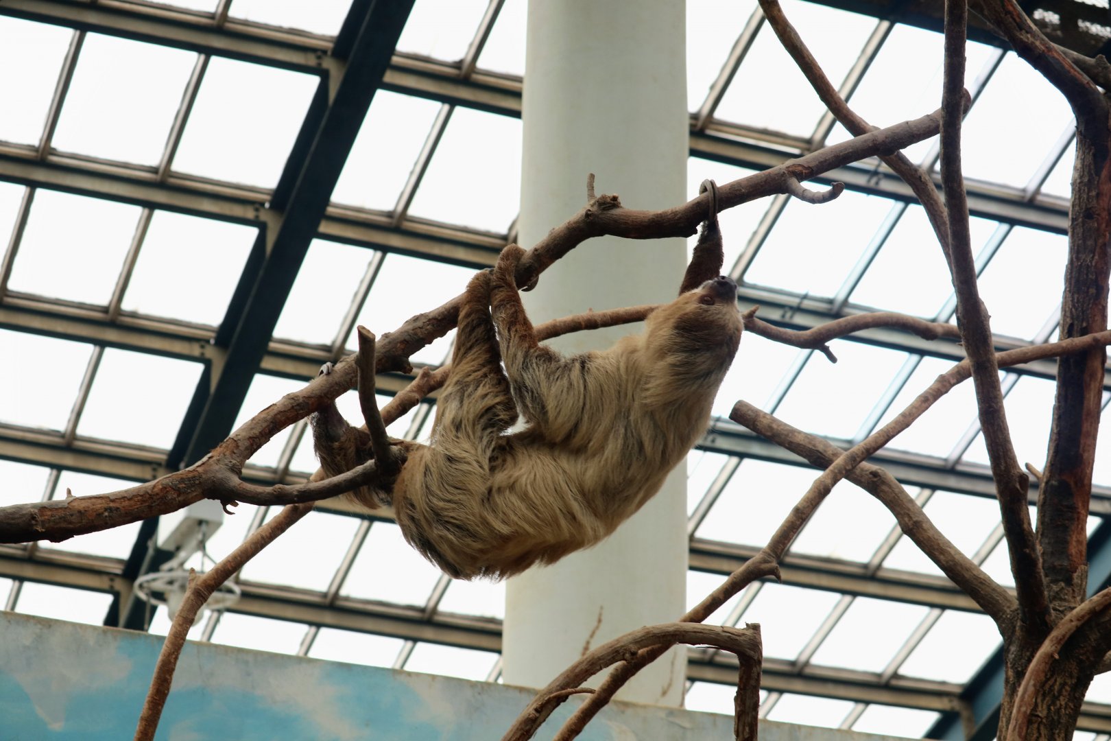 Two-toed Sloth