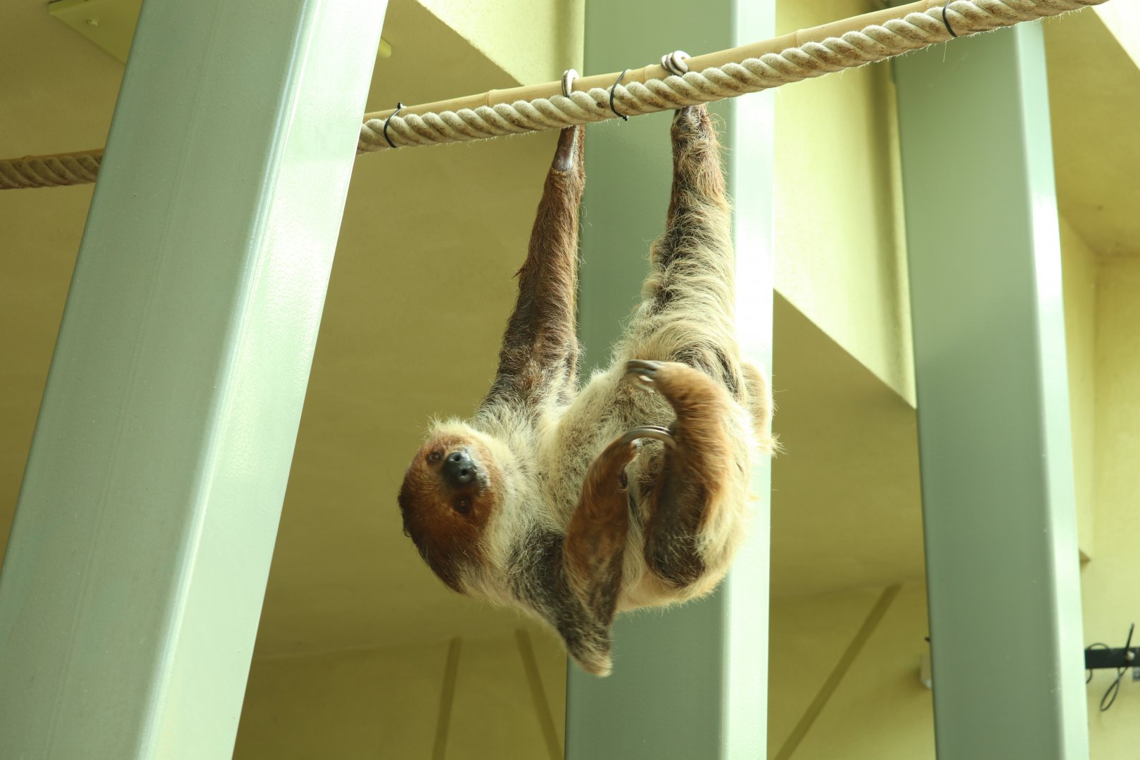 Two-toed Sloth