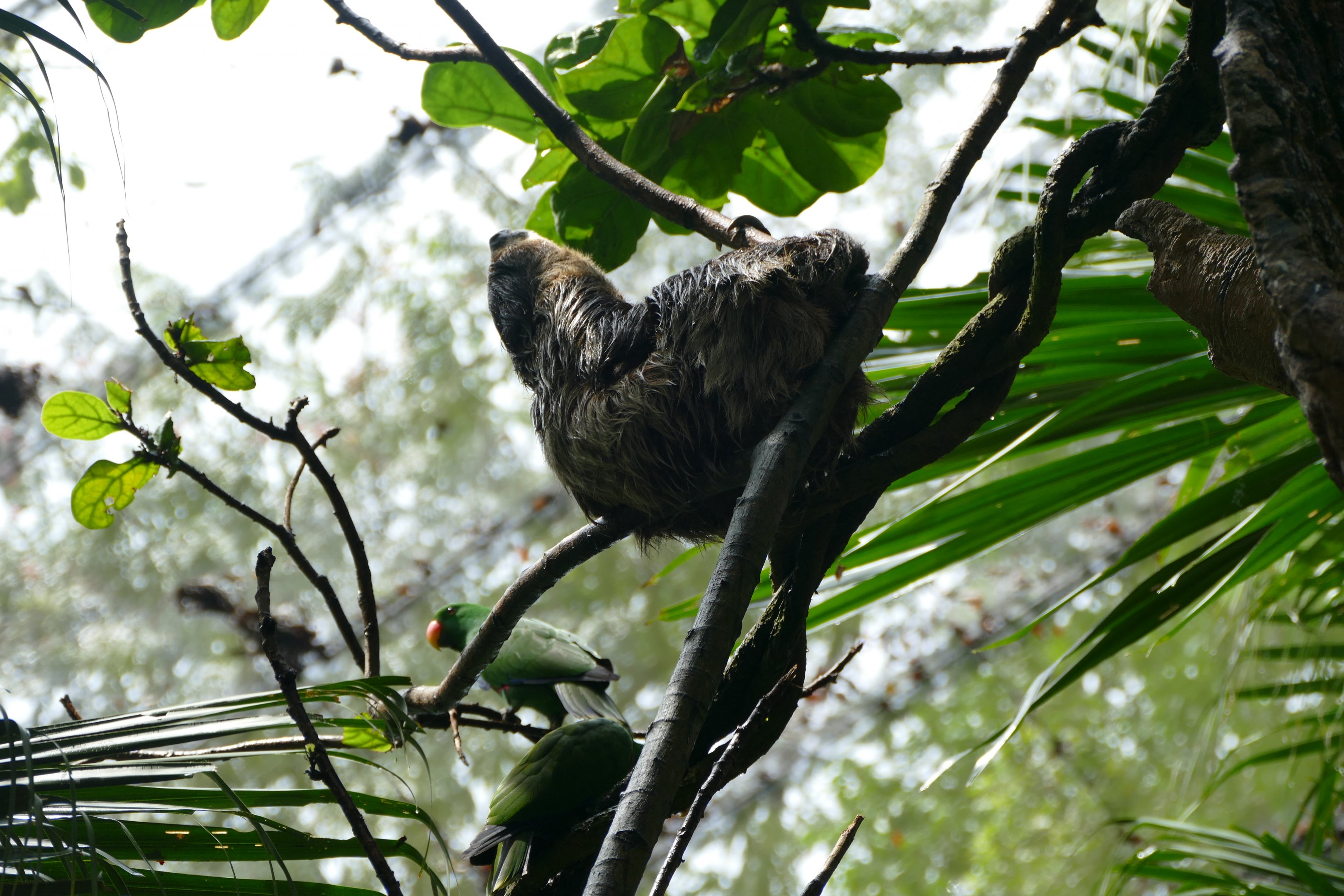 Two-toed Sloth