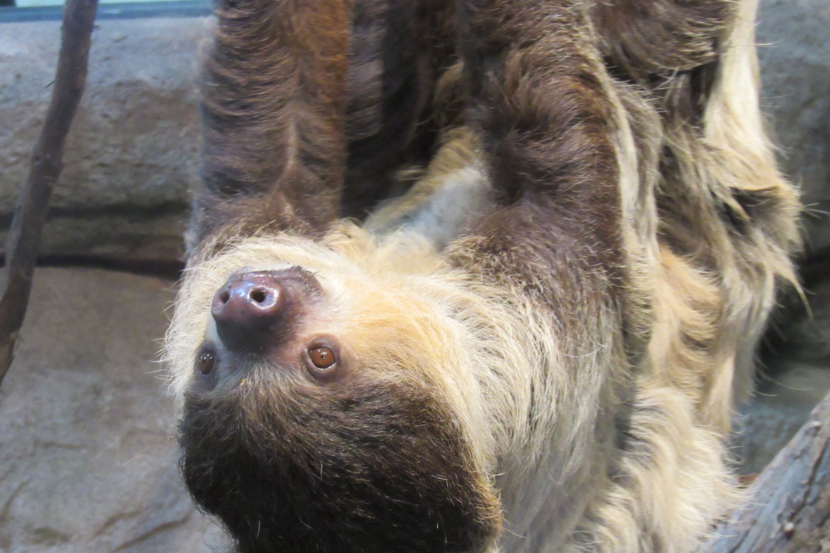 two toed sloth