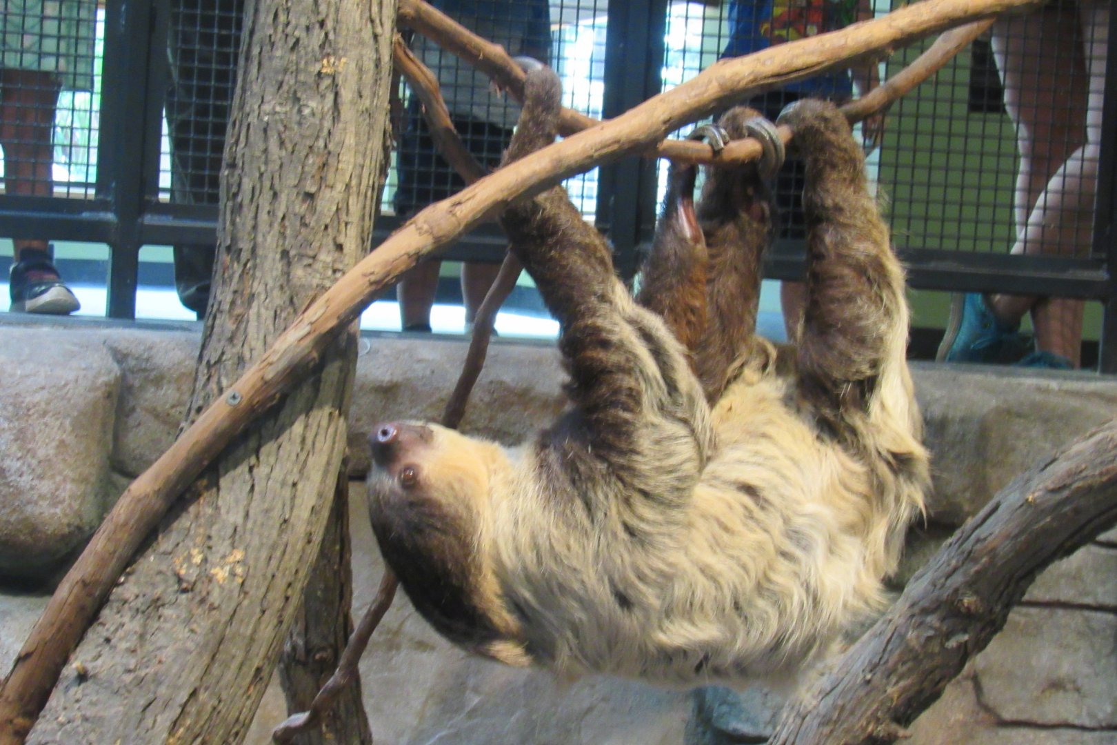 two toed sloth