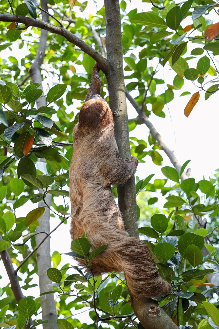 Two-toed Sloth