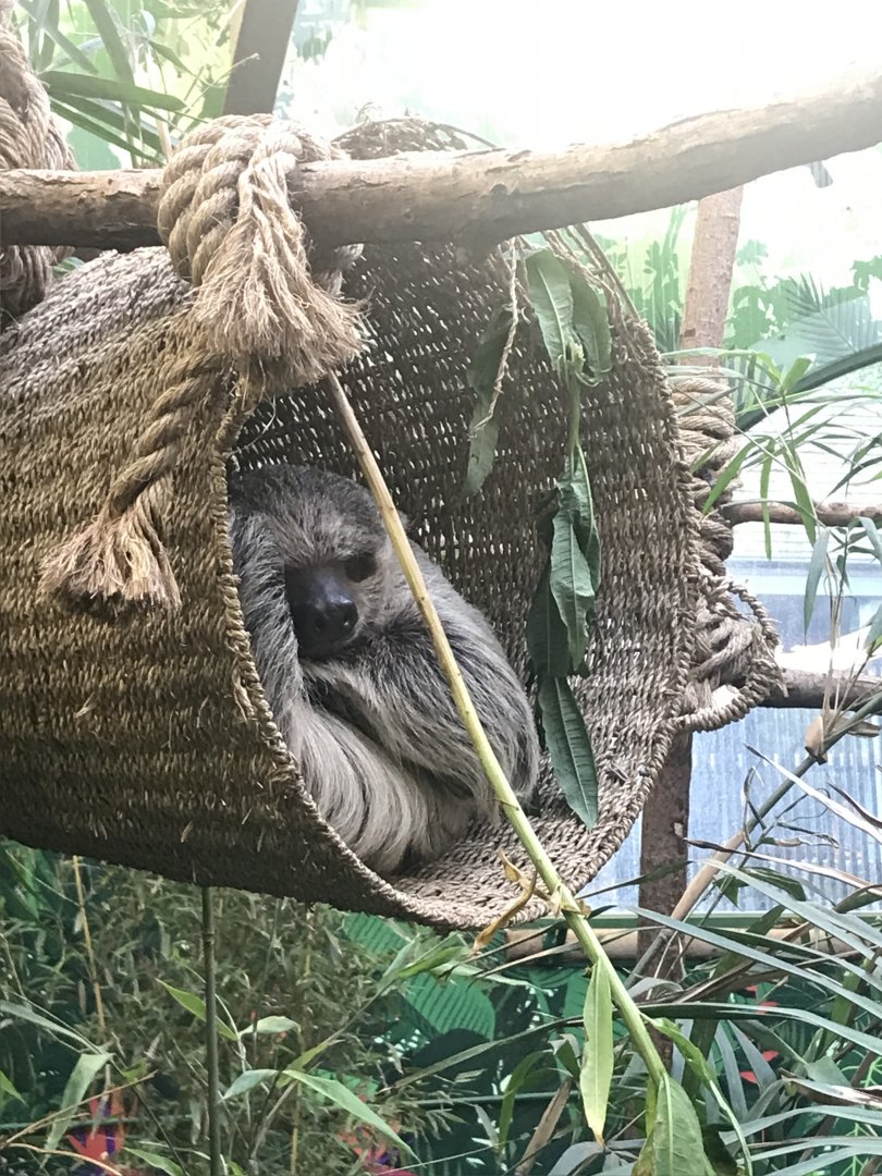Two toed sloth