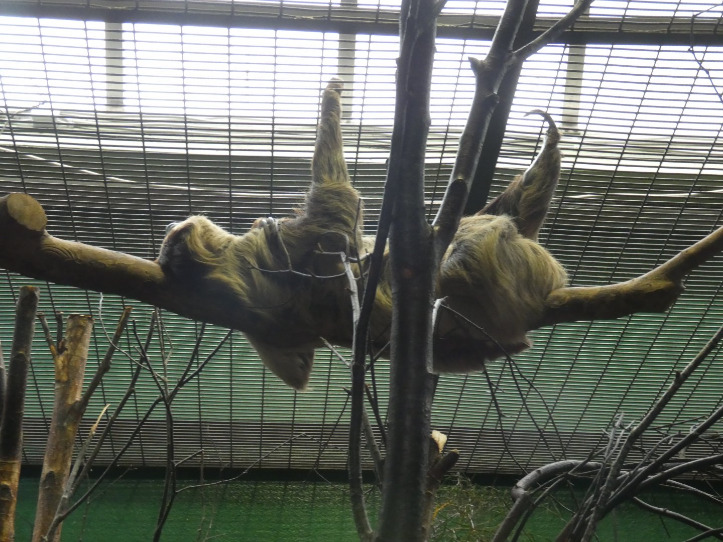 Two-toed sloth
