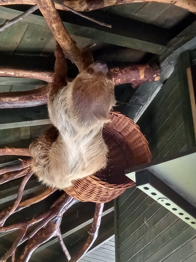 Two-toed Sloth