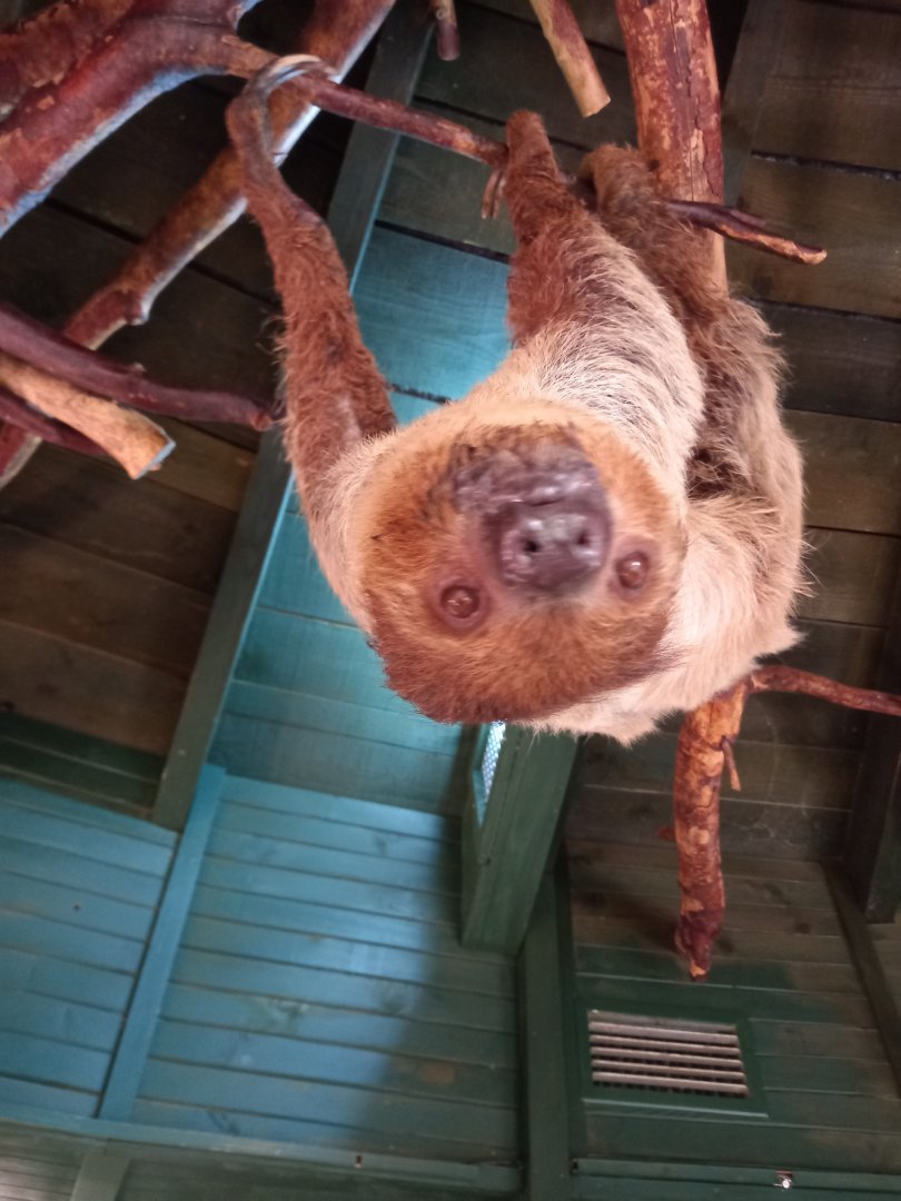 Two-toed Sloth