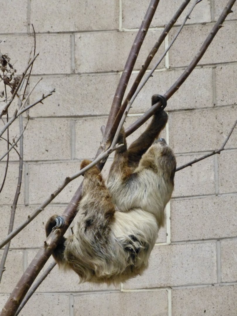 Two toed sloth