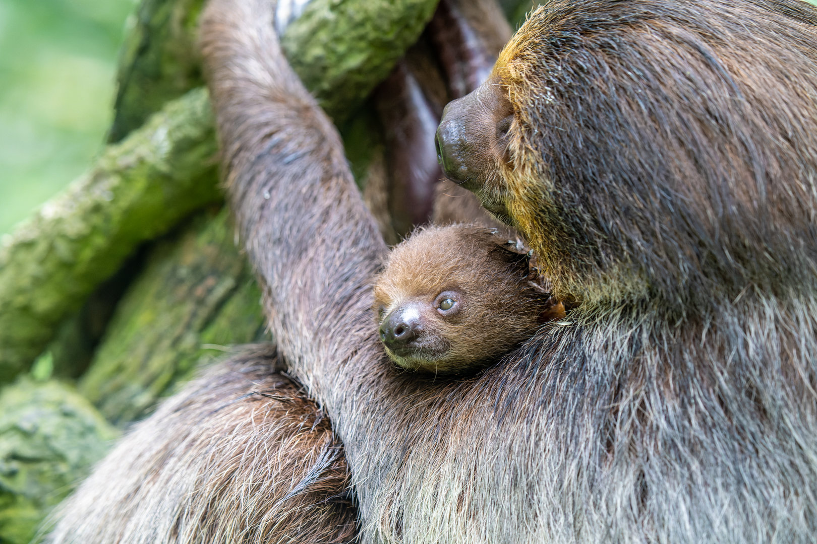 Two-toed sloth