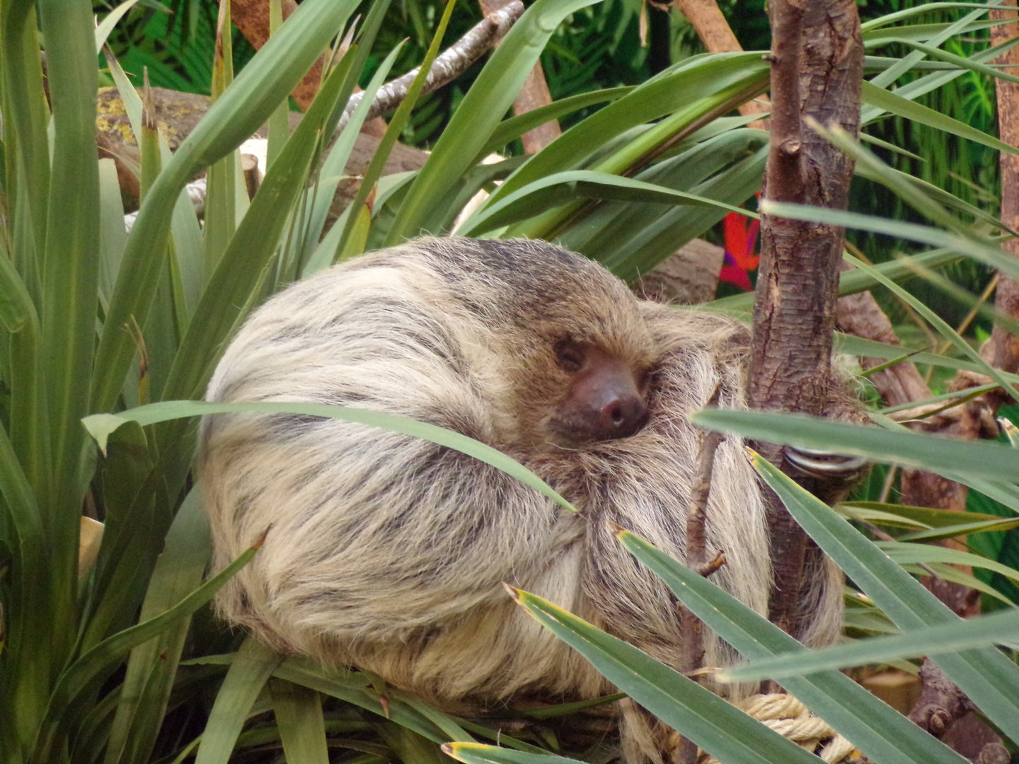 Two toed sloth