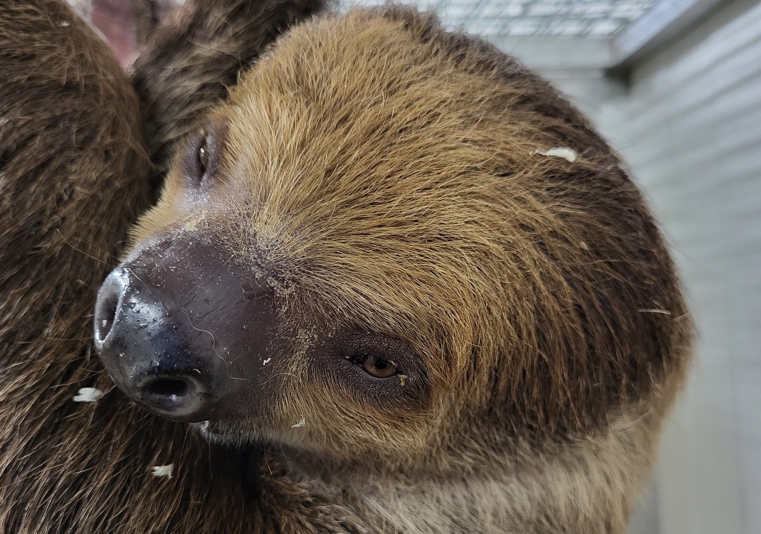 Two-toed sloth