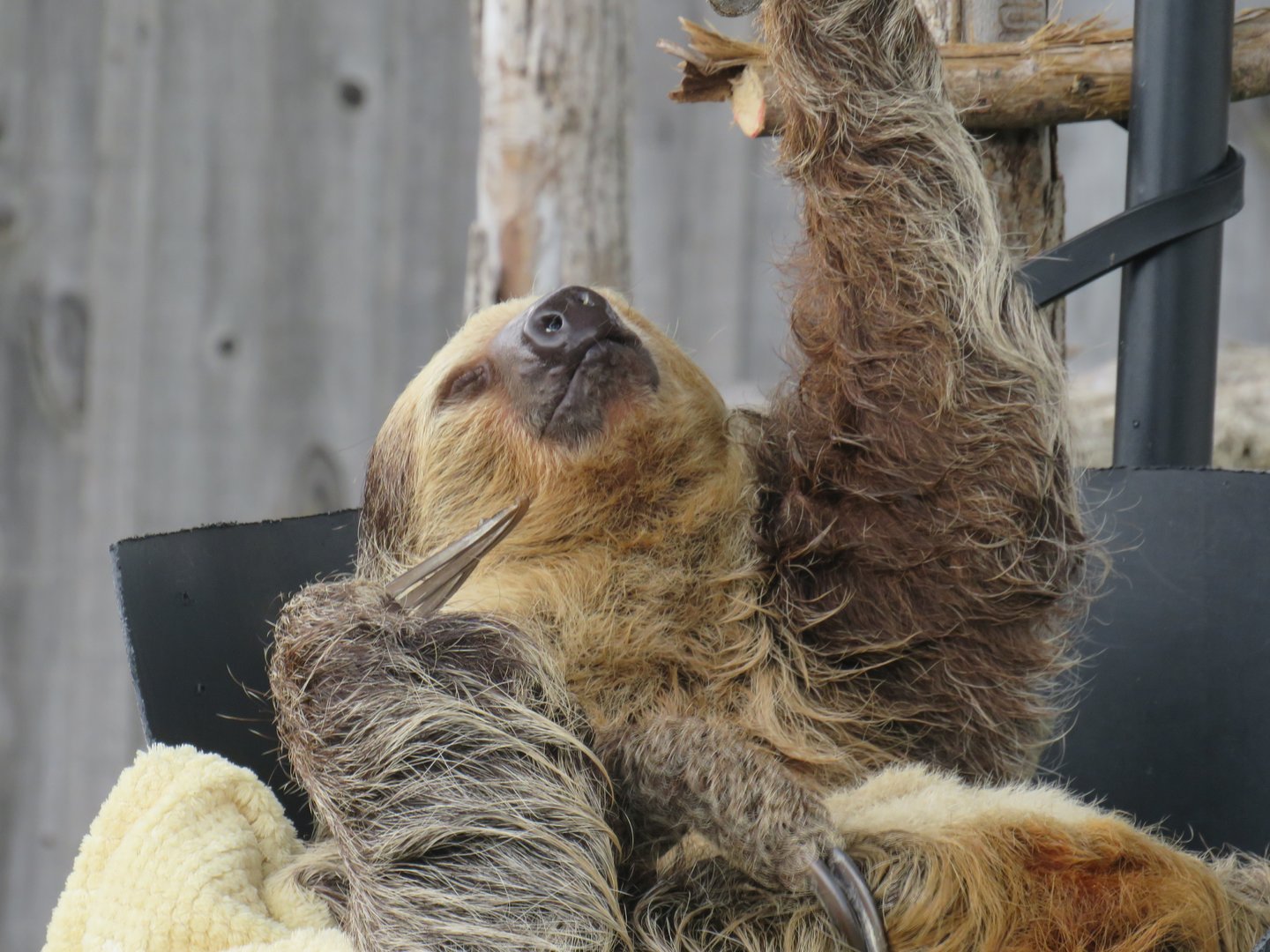 Two-toed sloth