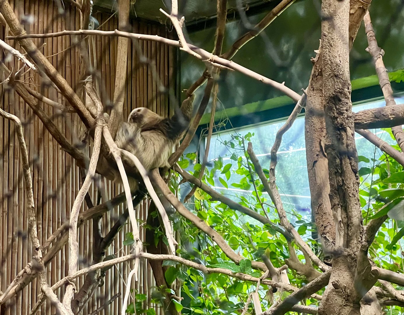 Two-toed Sloth