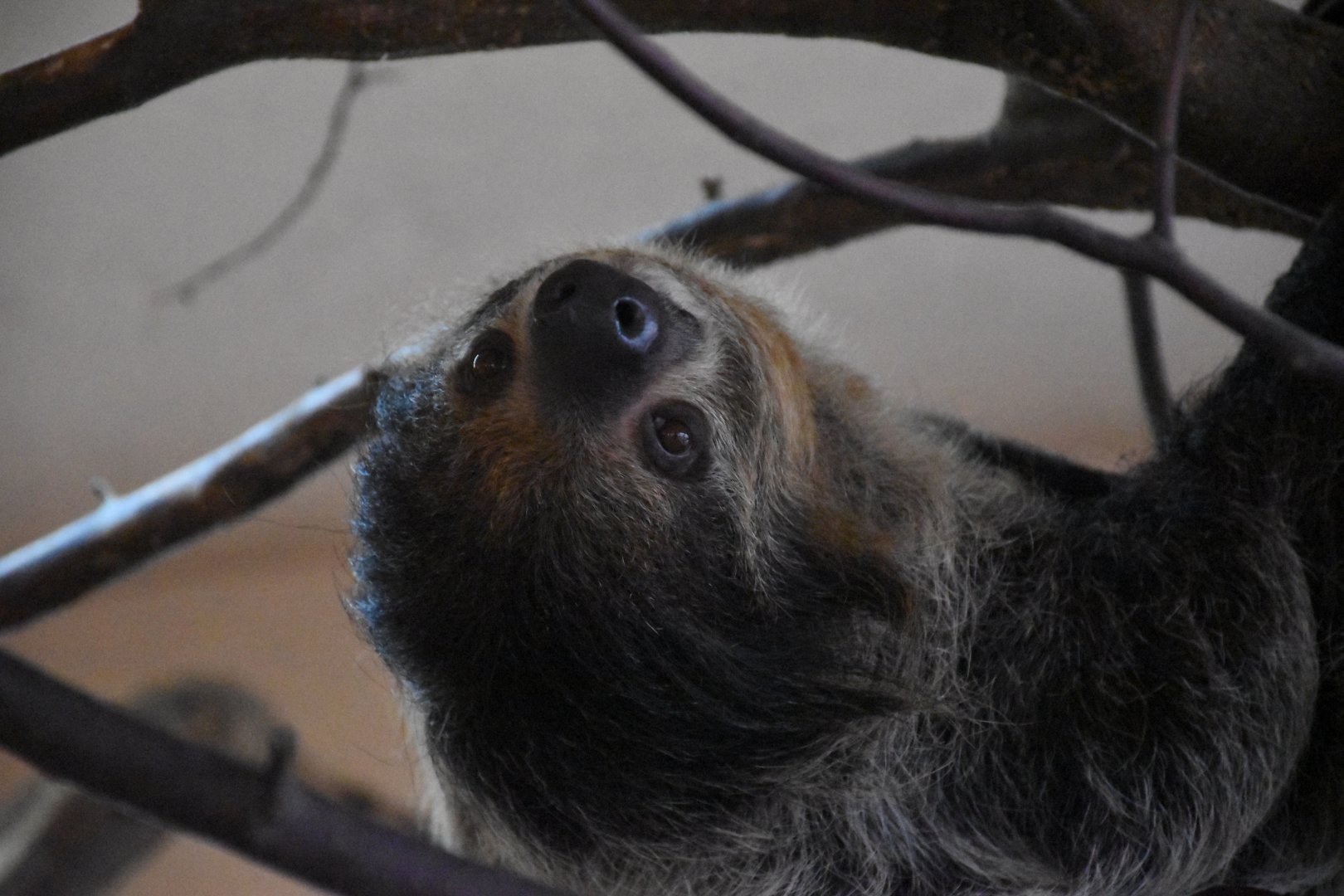 Two-toed sloth