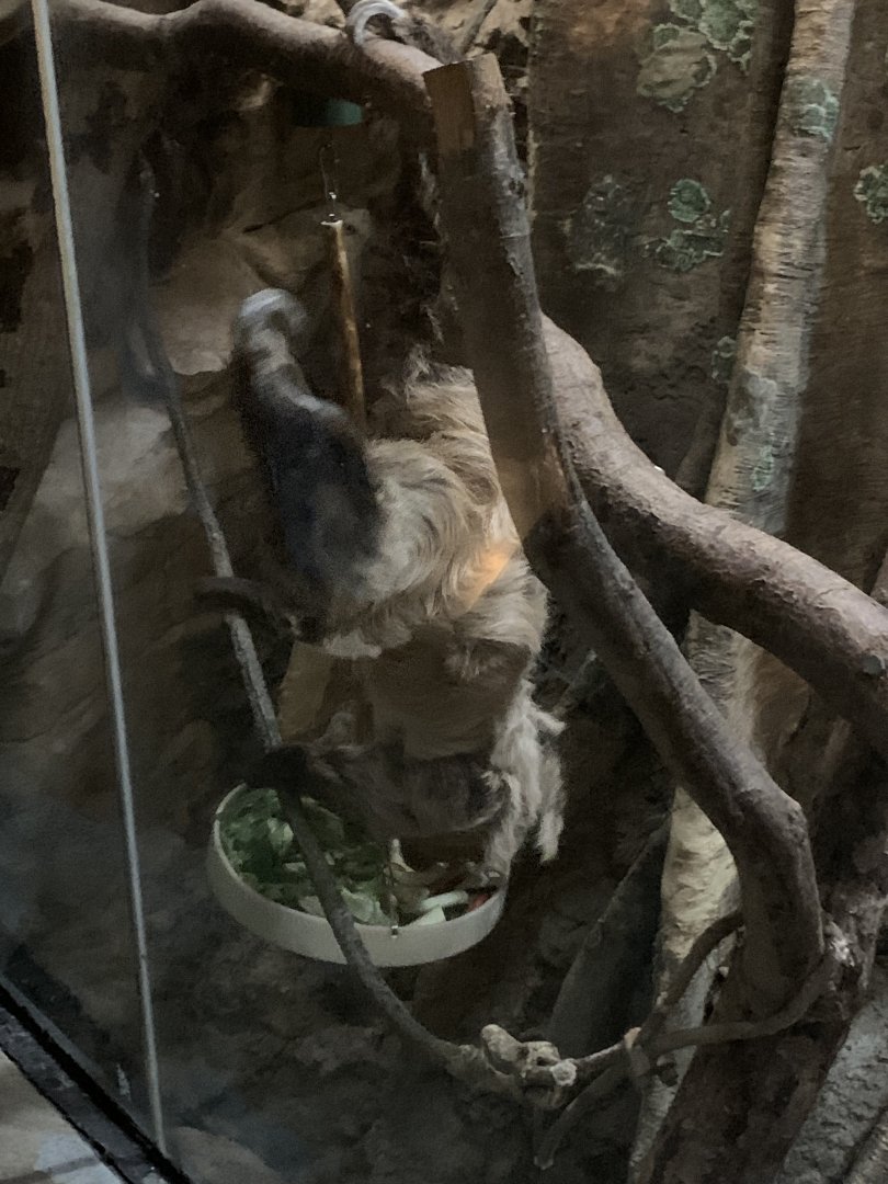 Two Toed Sloth