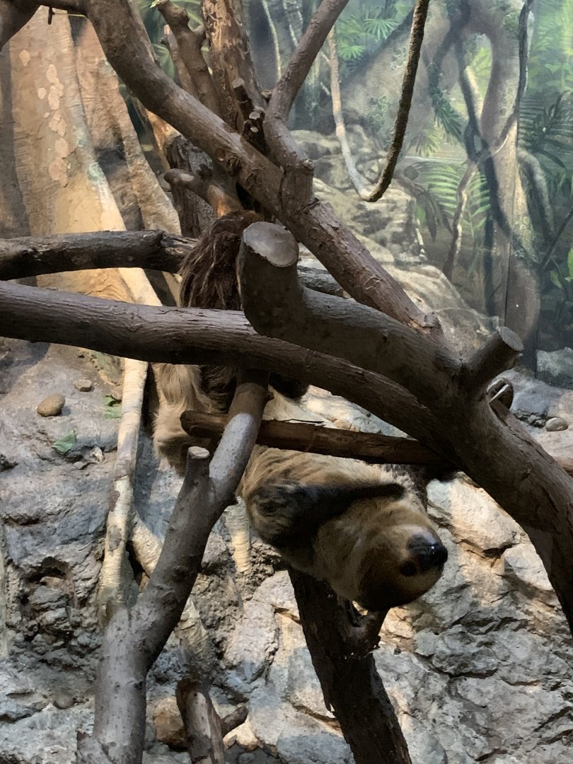 Two Toed Sloth