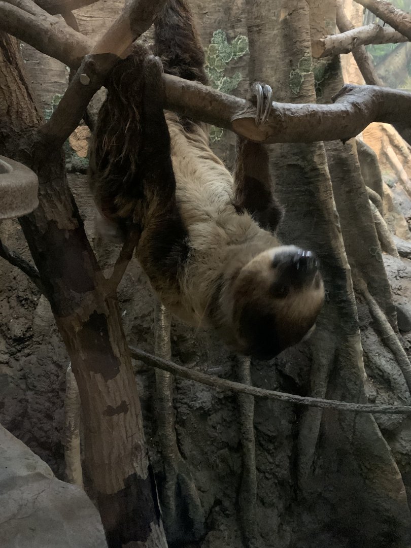 Two Toed Sloth
