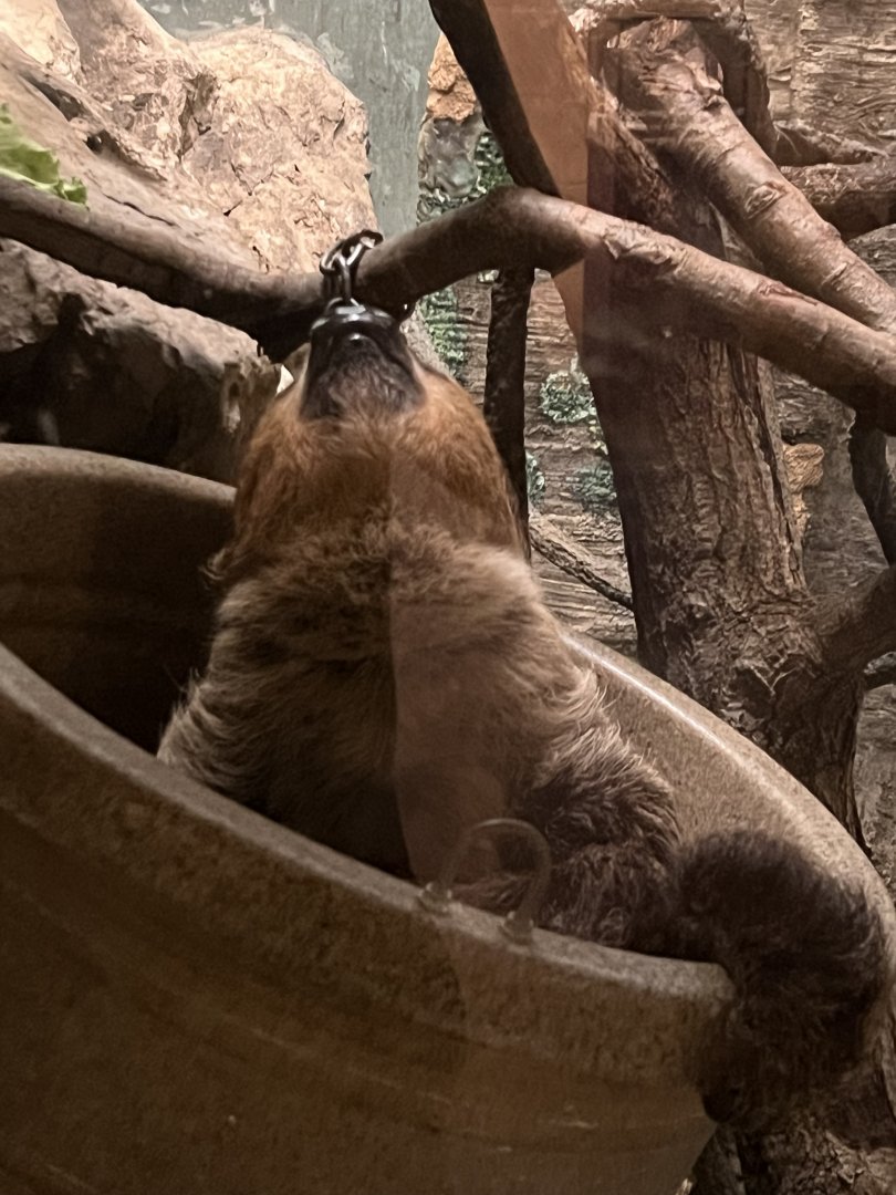 Two-Toed Sloth