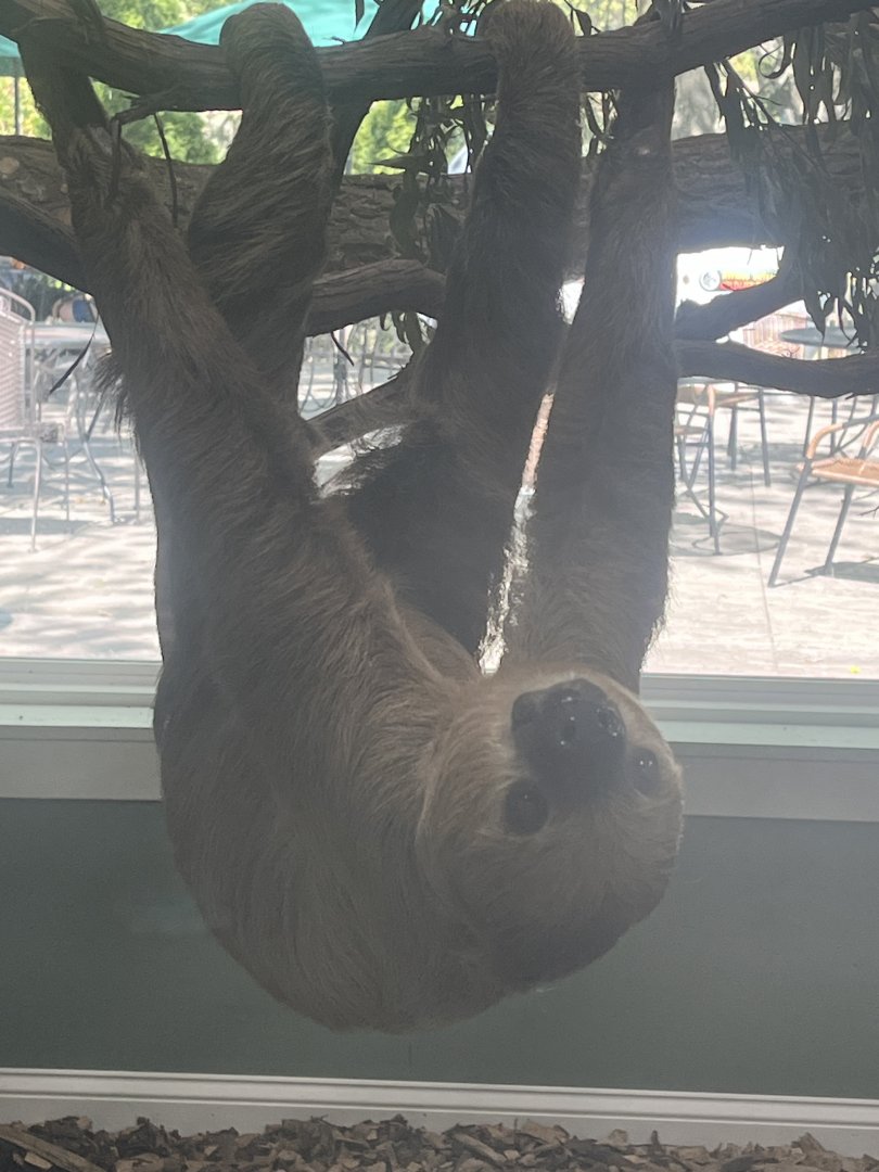 Two Toed Sloth