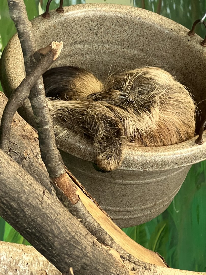 Two-Toed Sloth